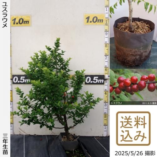 <img class='new_mark_img1' src='https://img.shop-pro.jp/img/new/icons14.gif' style='border:none;display:inline;margin:0px;padding:0px;width:auto;' />ڽ缡в3ǯġ楹饦()[ݥå 2023ǯ:L]ռӡ