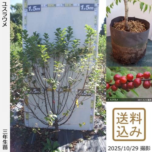 ڽ缡в3ǯġ楹饦()[ݥå 2023ǯ:L]ռӡ