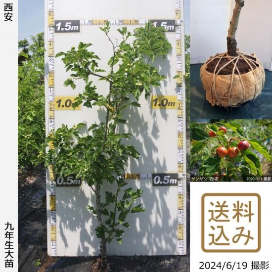 【順次出荷中】大苗◇サンザシ(
