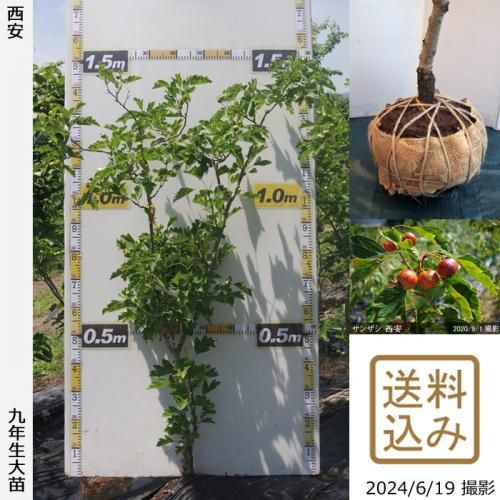 【順次出荷中】大苗◇サンザシ(