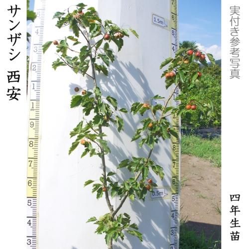 【順次出荷中】大苗◇サンザシ(