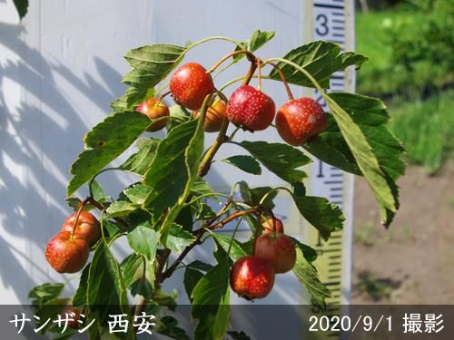 【順次出荷中】大苗◇サンザシ(