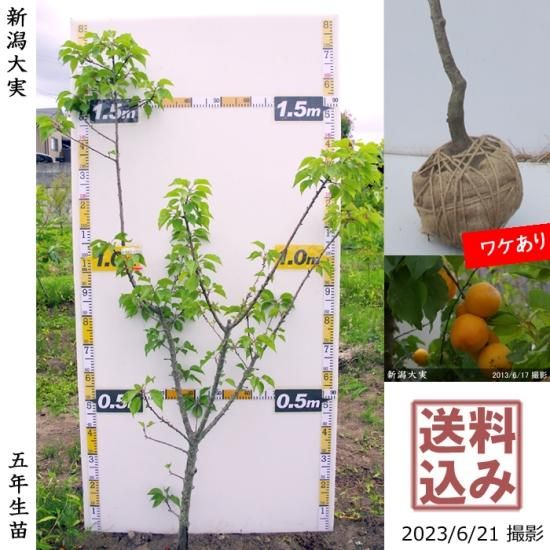 【順次出荷中】大苗◇アンズ(杏