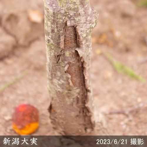 【順次出荷中】大苗◇アンズ(杏