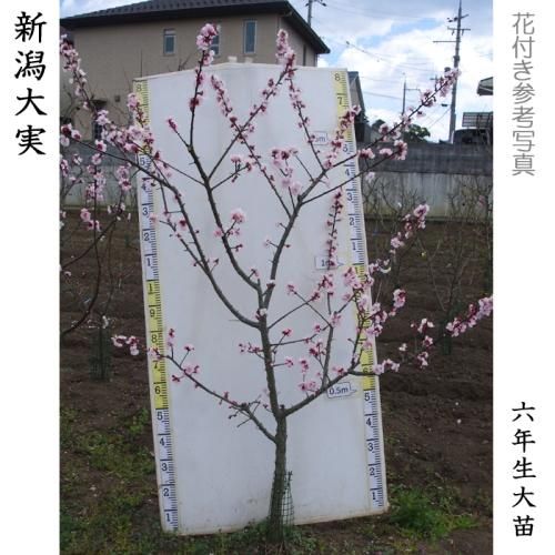 【順次出荷中】大苗◇アンズ(杏