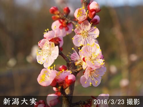 【順次出荷中】大苗◇アンズ(杏