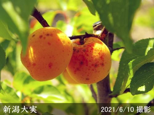 【順次出荷中】大苗◇アンズ(杏