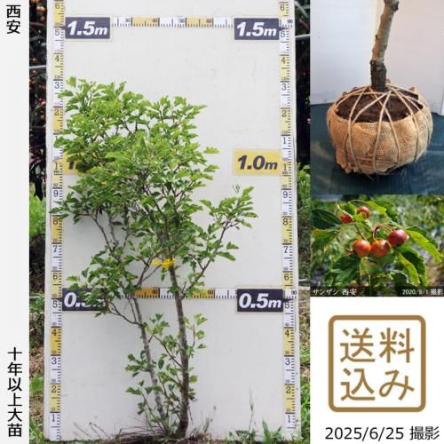 <img class='new_mark_img1' src='https://img.shop-pro.jp/img/new/icons14.gif' style='border:none;display:inline;margin:0px;padding:0px;width:auto;' />2025ǯͽʡġ󥶥() [ 2016ǯ:M]ռӡ