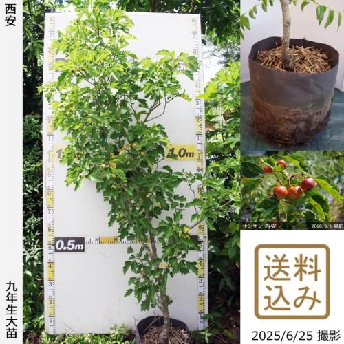 <img class='new_mark_img1' src='https://img.shop-pro.jp/img/new/icons14.gif' style='border:none;display:inline;margin:0px;padding:0px;width:auto;' />2025ǯͽʡġ󥶥() [ݥå 2017ǯ:LL]ռӡ