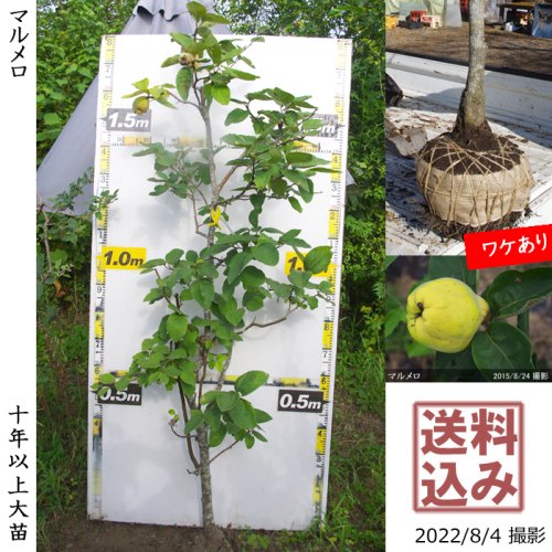 カリン(花梨)実付実績 - 果樹苗木・成木通販の 特等大苗専門店 すだ