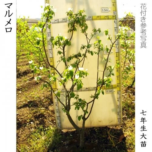 大苗◇マルメロ[地掘苗2014