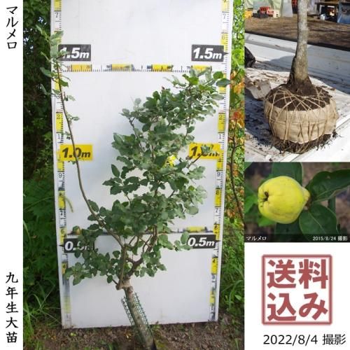 カリン 花梨 マルメロの地堀大苗 果樹苗 大苗 苗木販売の隅田農園 京都丹波 カリン 花梨 マルメロの地堀大苗 果樹苗 大苗 苗木販売の隅田農園 京都丹波