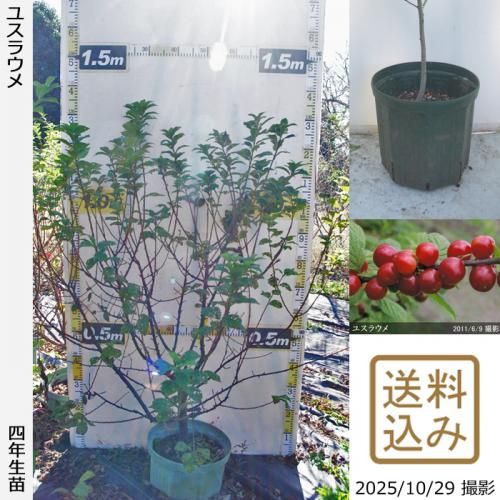 <img class='new_mark_img1' src='https://img.shop-pro.jp/img/new/icons14.gif' style='border:none;display:inline;margin:0px;padding:0px;width:auto;' />ڽ缡вġ楹饦()[åȥݥå 2022ǯ:L]ռӡ