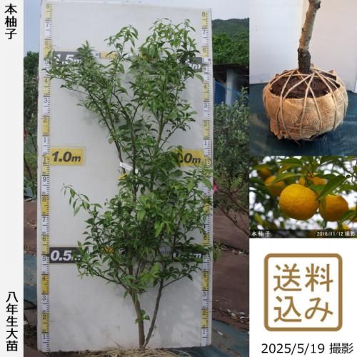 <img class='new_mark_img1' src='https://img.shop-pro.jp/img/new/icons14.gif' style='border:none;display:inline;margin:0px;padding:0px;width:auto;' />ڽ缡вۡԻѡڥॷﳲġ ͮ(ۤ椺)[Ϸ 2018ǯ:L]ռӡ緿آ󤷺Ѣ
