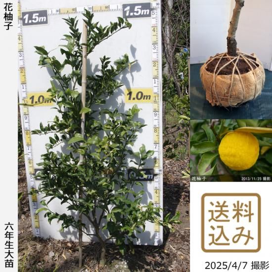 【順次出荷中】大苗◇柑橘類 花