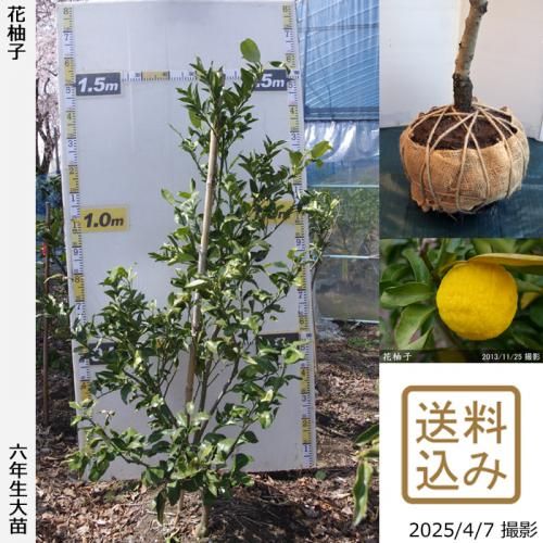【順次出荷中】大苗◇柑橘類 花