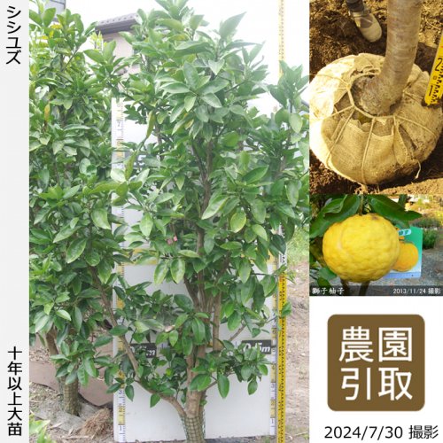 獅子ゆず 特大実柚子鉢植え | casadolatoeiro.com.br