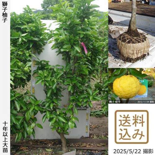 <img class='new_mark_img1' src='https://img.shop-pro.jp/img/new/icons14.gif' style='border:none;display:inline;margin:0px;padding:0px;width:auto;' />ڽ缡ۡԻѡڥॷﳲġ ͮ(椺ˤ)[Ϸ 2015ǯ:3L]ռӡΤ