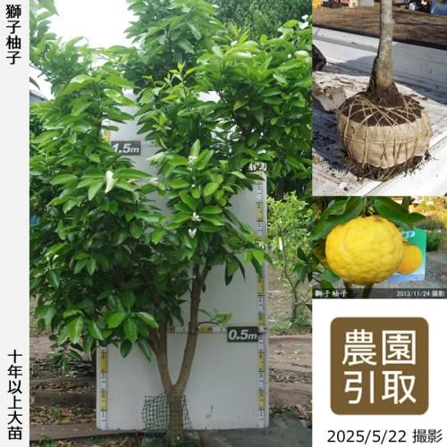 <img class='new_mark_img1' src='https://img.shop-pro.jp/img/new/icons14.gif' style='border:none;display:inline;margin:0px;padding:0px;width:auto;' />ڽ缡ۡԻѡڥॷﳲġ ͮ(椺ˤ)[Ϸ 2014ǯ:5L]ռӡΤ
