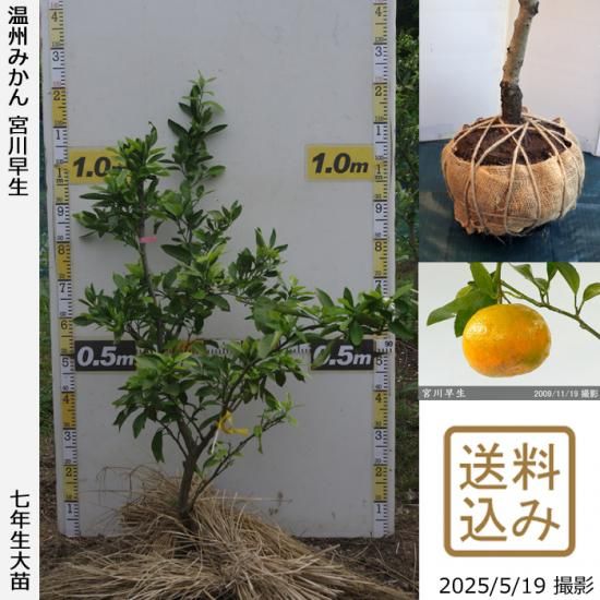 【2025年度予約商品】◇農薬