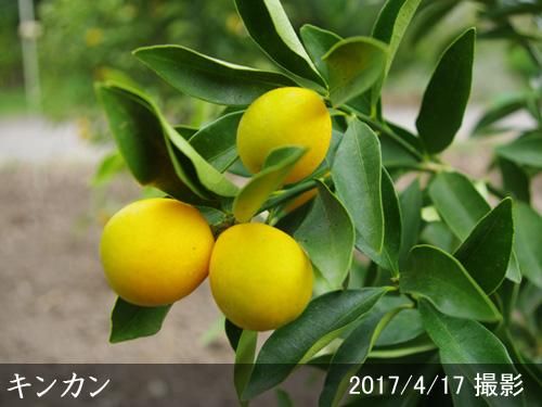 【2025年度予約商品】大苗◇