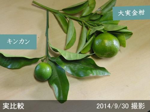 【2025年度予約商品】大苗◇