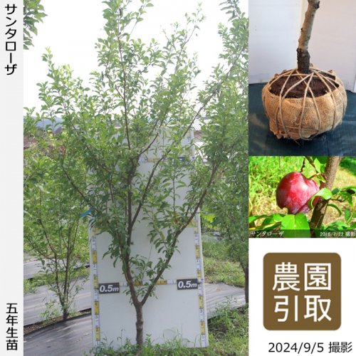 スモモ 李 プラム の地堀大苗 果樹苗 大苗 苗木販売の隅田農園 京都丹波