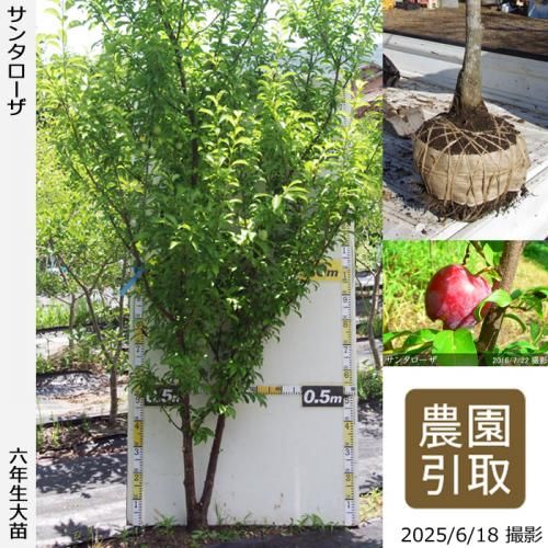 <img class='new_mark_img1' src='https://img.shop-pro.jp/img/new/icons14.gif' style='border:none;display:inline;margin:0px;padding:0px;width:auto;' />2025ǯͽʡġ( ץ)󥿥[Ϸ 2020ǯ:4L]ռӡΤ