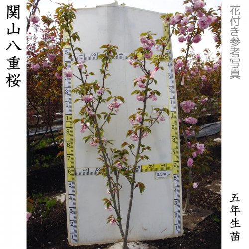 サクラ(桜) 関山八重桜(カンザンヤエザクラ)地掘大苗 - 果樹苗・大苗・苗木販売の隅田農園@京都亀岡