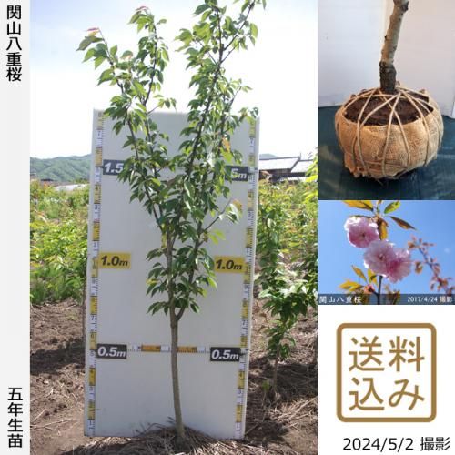 2020年に接ぎ木した4年生苗 - 果樹苗・大苗・苗木販売の隅田