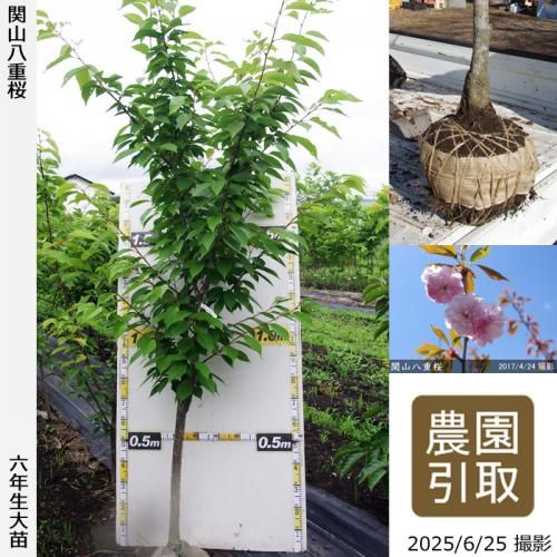 2025ǯͽʡġ() ػ(󥶥)Ȭź[Ϸ 2020ǯ:LL(high)]Τ