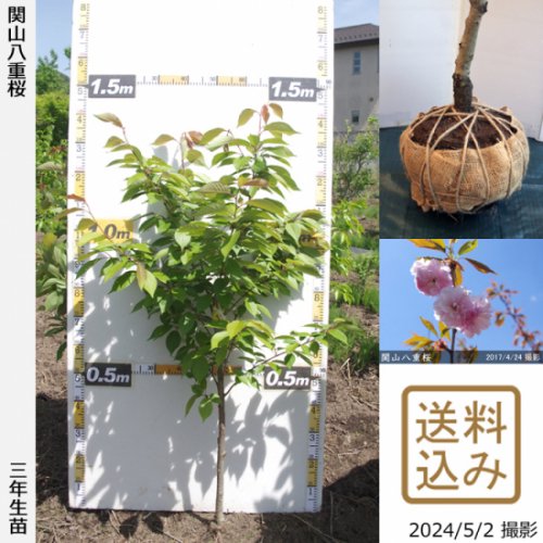 花の苗】桜茶の桜 食用桜 関山桜 苗 接木苗 - 植物/観葉植物