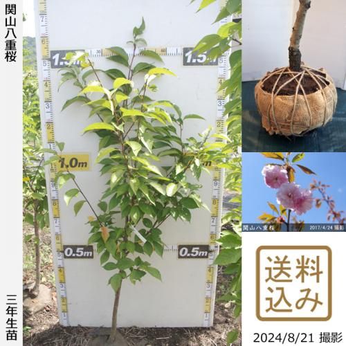 ġ() ػ(󥶥)Ȭź[Ϸ 2017ǯ:L(high)]緿