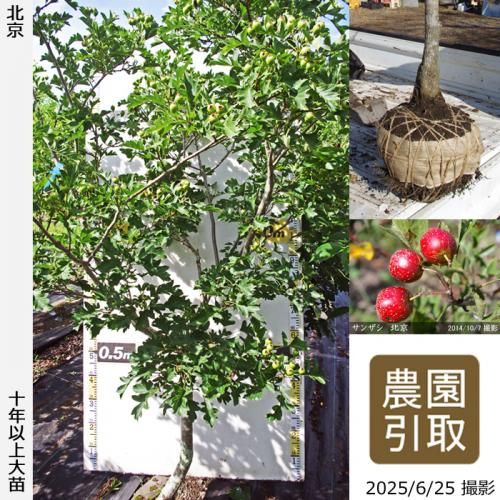 <img class='new_mark_img1' src='https://img.shop-pro.jp/img/new/icons14.gif' style='border:none;display:inline;margin:0px;padding:0px;width:auto;' />2025ǯͽʡġ󥶥() ̵[Ϸ 2015ǯ:4L]ռӡΤ