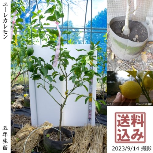 安いクリアランス ライム/レモン 苗木 花/花後小さい実付き 自宅完全無