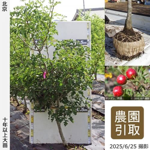 <img class='new_mark_img1' src='https://img.shop-pro.jp/img/new/icons14.gif' style='border:none;display:inline;margin:0px;padding:0px;width:auto;' />2025ǯͽʡġ󥶥() ̵[Ϸ 2015ǯ:3L]ռӡΤ