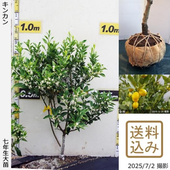 【2025年度予約商品】◇農薬