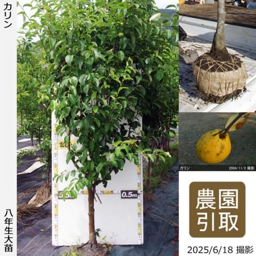 【2025年度予約商品】大苗◇