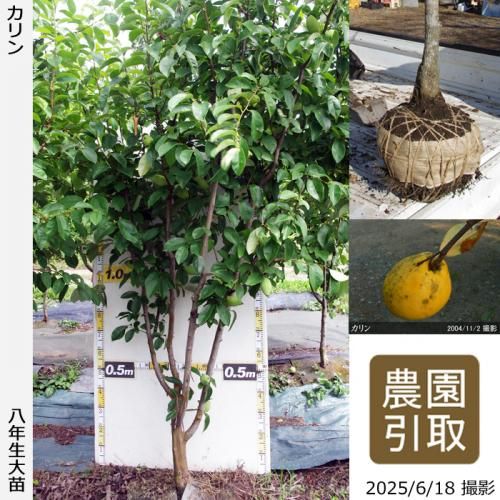 <img class='new_mark_img1' src='https://img.shop-pro.jp/img/new/icons14.gif' style='border:none;display:inline;margin:0px;padding:0px;width:auto;' />2025ǯͽʡġ()[Ϸ 2018ǯ:4L]ռӡΤ