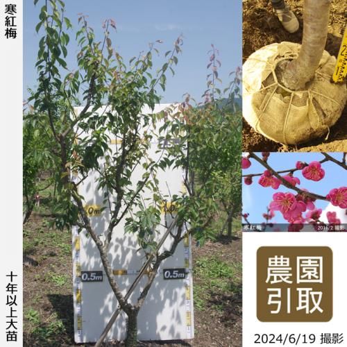 はなこうめ 楽天市場】SG Wonder zone/HANANOMAI 羽子板 黒/790