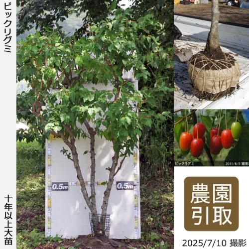 <img class='new_mark_img1' src='https://img.shop-pro.jp/img/new/icons14.gif' style='border:none;display:inline;margin:0px;padding:0px;width:auto;' />ͽʡġ()ӥåꥰ[Ϸ 2014ǯ:5L]ռӡΤߡҺ߸˸¤