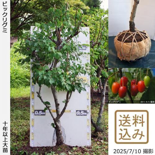 <img class='new_mark_img1' src='https://img.shop-pro.jp/img/new/icons14.gif' style='border:none;display:inline;margin:0px;padding:0px;width:auto;' />ͽʡġ()ӥåꥰ[Ϸ 2014ǯ:5L]ռӡ緿ءҺ߸˸¤