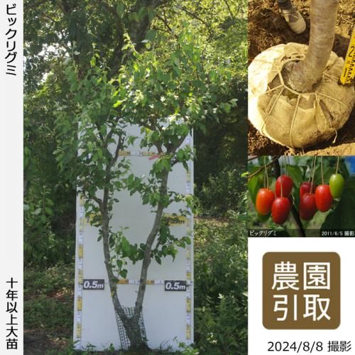 ġ()ӥåꥰ[Ϸ 2014ǯ:3L]ռӡΤ
