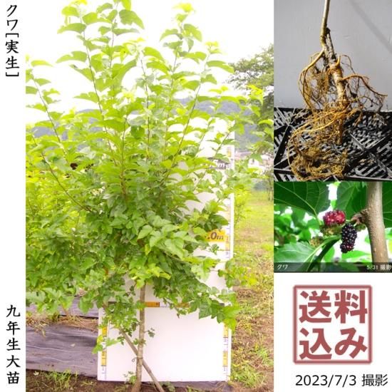 クワ 桑 の地中ポット大苗 果樹苗 大苗 苗木販売の隅田農園 京都亀岡 クワ 桑 の地中ポット大苗 果樹苗 大苗 苗木販売の隅田農園 京都亀岡