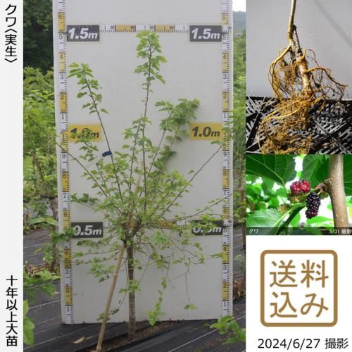 ġ()[դ뤤 2015ǯ:S]ռӡ