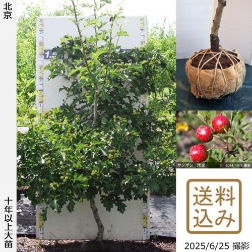 <img class='new_mark_img1' src='https://img.shop-pro.jp/img/new/icons14.gif' style='border:none;display:inline;margin:0px;padding:0px;width:auto;' />2025ǯͽʡġ󥶥() ̵[Ϸ 2015ǯ:L]ռӡ緿