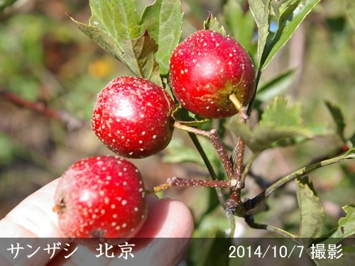 サンザシ（山査子）特大株 正しく