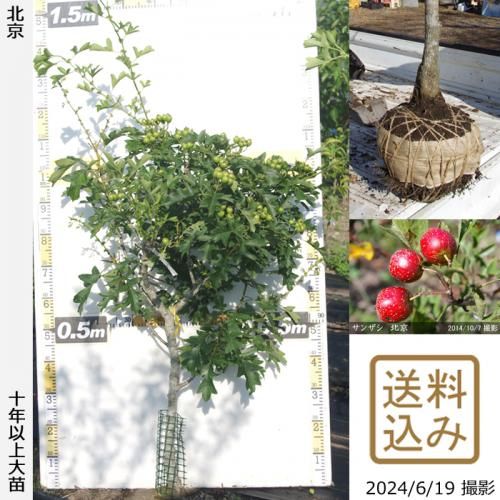 サンザシ 山査子 の地堀大苗 果樹苗 大苗 苗木販売の隅田農園 京都丹波 サンザシ 山査子 の地堀大苗 果樹苗 大苗 苗木販売の隅田農園 京都丹波