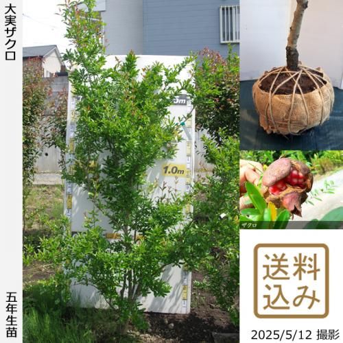 <img class='new_mark_img1' src='https://img.shop-pro.jp/img/new/icons14.gif' style='border:none;display:inline;margin:0px;padding:0px;width:auto;' />2025ǯͽʡġ¥()[Ϸ 2021ǯ:LL]ռӡ緿
