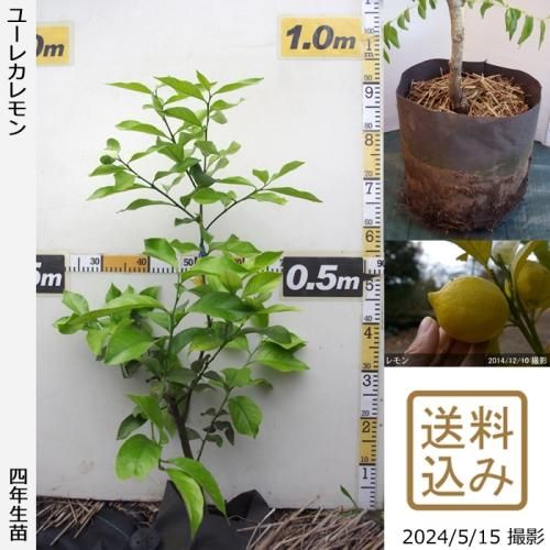 【順次出荷中】◇農薬不使用【エ